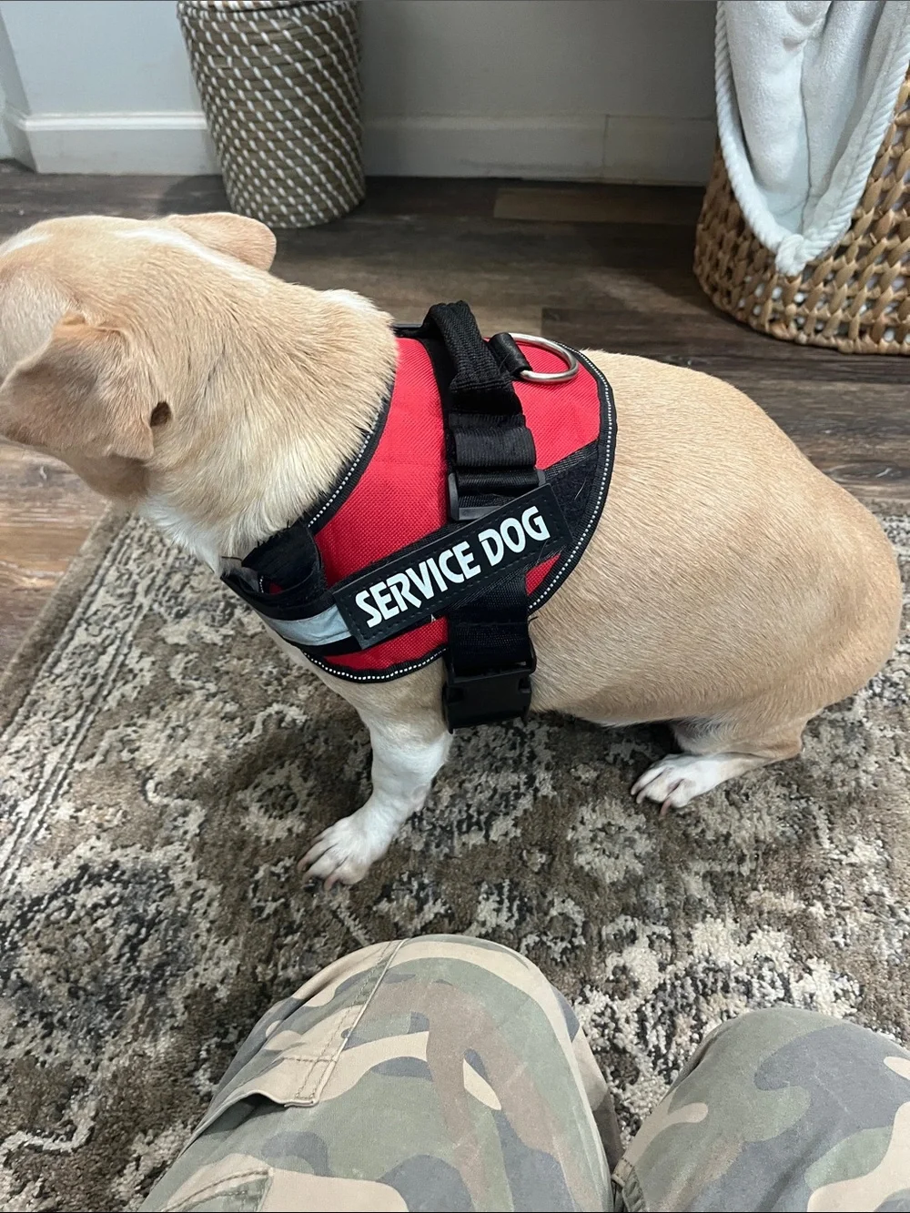Service dog harness sz Med for 25 - 30 lb dog adjustable harness